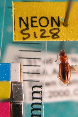  ( - NEONTcarabid5128)  @11 [ ] Copyright (2012) Blevins, KK and Travers, PD National Ecological Observatory Network (NEON) http://www.neoninc.org/content/copyright