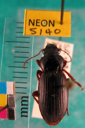  ( - NEONTcarabid5140)  @11 [ ] Copyright (2012) Blevins, KK and Travers, PD National Ecological Observatory Network (NEON) http://www.neoninc.org/content/copyright