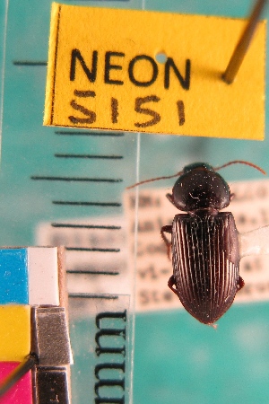  ( - NEONTcarabid5151)  @11 [ ] Copyright (2012) Blevins, KK and Travers, PD National Ecological Observatory Network (NEON) http://www.neoninc.org/content/copyright
