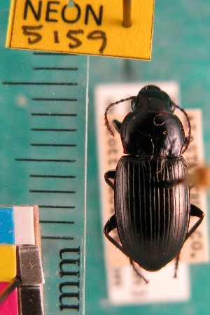  (Notiobia mexicana - NEONTcarabid5159)  @11 [ ] Copyright (2012) Blevins, KK and Travers, PD National Ecological Observatory Network (NEON) http://www.neoninc.org/content/copyright