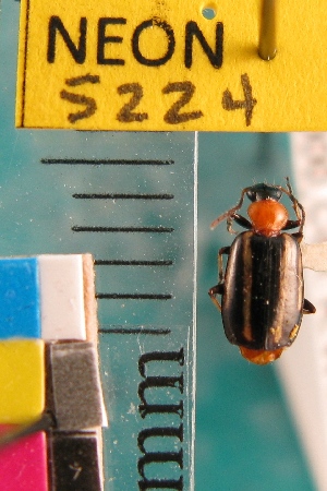  (Lebia bivittata - NEONTcarabid5224)  @13 [ ] Copyright (2012) Blevins, KK and Travers, PD National Ecological Observatory Network (NEON) http://www.neoninc.org/content/copyright