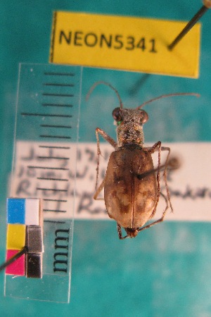  ( - NEONTcarabid5341)  @11 [ ] Copyright (2012) Blevins, KK National Ecological Observatory Network (NEON) http://www.neoninc.org/content/copyright