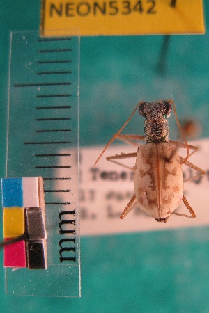  ( - NEONTcarabid5342)  @13 [ ] Copyright (2012) Blevins, KK National Ecological Observatory Network (NEON) http://www.neoninc.org/content/copyright