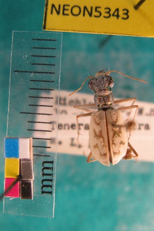  ( - NEONTcarabid5343)  @11 [ ] Copyright (2012) Blevins, KK National Ecological Observatory Network (NEON) http://www.neoninc.org/content/copyright