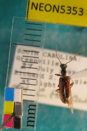  ( - NEONTcarabid5353)  @13 [ ] Copyright (2012) Blevins, KK National Ecological Observatory Network (NEON) http://www.neoninc.org/content/copyright