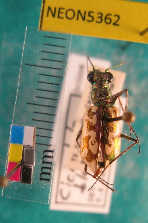  ( - NEONTcarabid5362)  @11 [ ] Copyright (2012) Blevins, KK National Ecological Observatory Network (NEON) http://www.neoninc.org/content/copyright