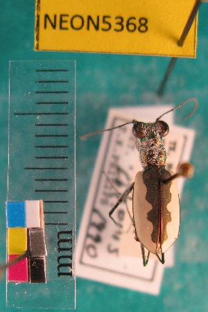  ( - NEONTcarabid5368)  @11 [ ] Copyright (2012) Blevins, KK National Ecological Observatory Network (NEON) http://www.neoninc.org/content/copyright