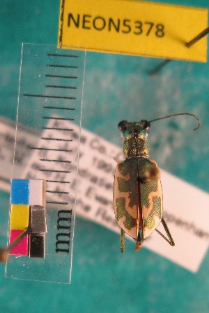  ( - NEONTcarabid5378)  @12 [ ] Copyright (2012) Blevins, KK National Ecological Observatory Network (NEON) http://www.neoninc.org/content/copyright