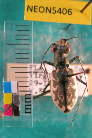 ( - NEONTcarabid5406)  @11 [ ] Copyright (2012) Barton, M National Ecological Observatory Network (NEON) http://www.neoninc.org/content/copyright