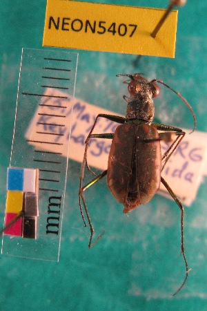  ( - NEONTcarabid5407)  @12 [ ] Copyright (2012) Barton, M National Ecological Observatory Network (NEON) http://www.neoninc.org/content/copyright