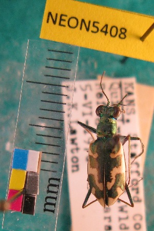  ( - NEONTcarabid5408)  @12 [ ] Copyright (2012) Barton, M National Ecological Observatory Network (NEON) http://www.neoninc.org/content/copyright