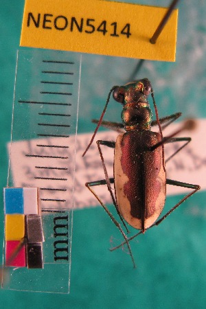  ( - NEONTcarabid5414)  @11 [ ] Copyright (2012) Barton, M National Ecological Observatory Network (NEON) http://www.neoninc.org/content/copyright