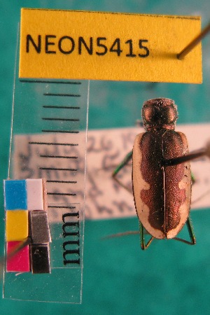  (Habroscelimorpha circumpicta - NEONTcarabid5415)  @11 [ ] Copyright (2012) Barton, M National Ecological Observatory Network (NEON) http://www.neoninc.org/content/copyright