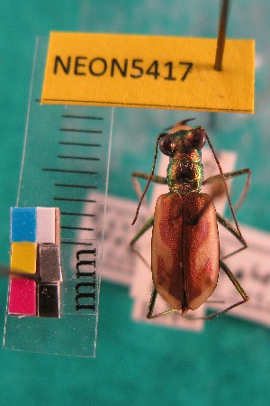  (Habroscelimorpha fulgoris fulgoris - NEONTcarabid5417)  @11 [ ] Copyright (2012) Barton, M National Ecological Observatory Network (NEON) http://www.neoninc.org/content/copyright