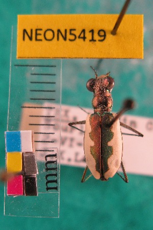  ( - NEONTcarabid5419)  @11 [ ] Copyright (2012) Barton, M National Ecological Observatory Network (NEON) http://www.neoninc.org/content/copyright