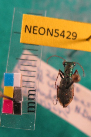  ( - NEONTcarabid5429)  @11 [ ] Copyright (2012) Barton, M National Ecological Observatory Network (NEON) http://www.neoninc.org/content/copyright
