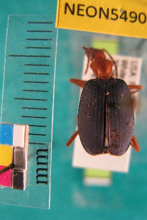 ( - NEONTcarabid5490)  @13 [ ] Copyright (2012) Barton, M National Ecological Observatory Network (NEON) http://www.neoninc.org/content/copyright