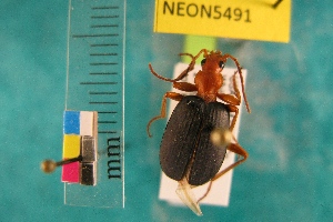  ( - NEONTcarabid5491)  @13 [ ] Copyright (2012) Barton, M National Ecological Observatory Network (NEON) http://www.neoninc.org/content/copyright