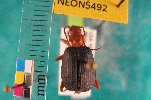  ( - NEONTcarabid5492)  @13 [ ] Copyright (2012) Barton, M National Ecological Observatory Network (NEON) http://www.neoninc.org/content/copyright