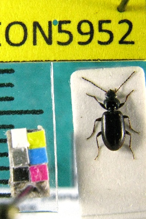  ( - NEONTcarabid5952)  @13 [ ] Copyright (2010) Barton, M National Ecological Observatory Network (NEON) http://www.neoninc.org/content/copyright