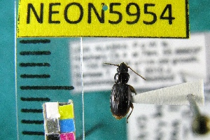  ( - NEONTcarabid5954)  @12 [ ] Copyright (2010) Barton, M National Ecological Observatory Network (NEON) http://www.neoninc.org/content/copyright