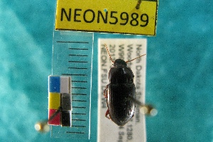  ( - NEONTcarabid5989)  @12 [ ] Copyright (2010) Everhart, J National Ecological Observatory Network (NEON) http://www.neoninc.org/content/copyright
