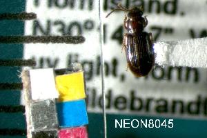  ( - NEONTcarabid8045)  @11 [ ] Copyright (2010) Barton, M National Ecological Observatory Network (NEON) http://www.neoninc.org/content/copyright