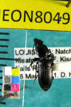  ( - NEONTcarabid8049)  @12 [ ] Copyright (2010) Barton, M National Ecological Observatory Network (NEON) http://www.neoninc.org/content/copyright
