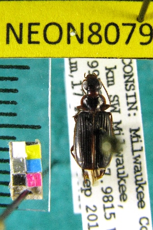  ( - NEONTcarabid8079)  @12 [ ] Copyright (2010) Barton, M National Ecological Observatory Network (NEON) http://www.neoninc.org/content/copyright