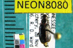  ( - NEONTcarabid8080)  @11 [ ] Copyright (2010) Barton, M National Ecological Observatory Network (NEON) http://www.neoninc.org/content/copyright