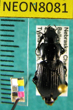  ( - NEONTcarabid8081)  @11 [ ] Copyright (2010) Barton, M National Ecological Observatory Network (NEON) http://www.neoninc.org/content/copyright