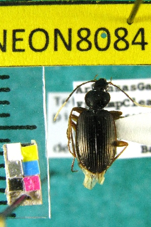  ( - NEONTcarabid8084)  @13 [ ] Copyright (2010) Barton, M National Ecological Observatory Network (NEON) http://www.neoninc.org/content/copyright