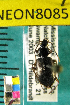  ( - NEONTcarabid8085)  @11 [ ] Copyright (2010) Barton, M National Ecological Observatory Network (NEON) http://www.neoninc.org/content/copyright