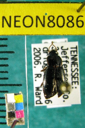  ( - NEONTcarabid8086)  @11 [ ] Copyright (2010) Barton, M National Ecological Observatory Network (NEON) http://www.neoninc.org/content/copyright