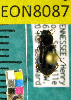  ( - NEONTcarabid8087)  @12 [ ] Copyright (2010) Barton, M National Ecological Observatory Network (NEON) http://www.neoninc.org/content/copyright