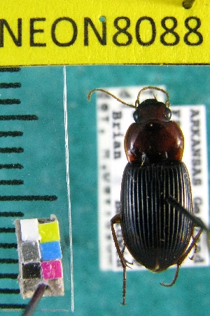  ( - NEONTcarabid8088)  @13 [ ] Copyright (2010) Barton, M National Ecological Observatory Network (NEON) http://www.neoninc.org/content/copyright