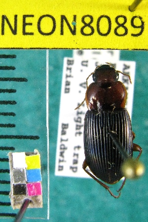  ( - NEONTcarabid8089)  @12 [ ] Copyright (2010) Barton, M National Ecological Observatory Network (NEON) http://www.neoninc.org/content/copyright