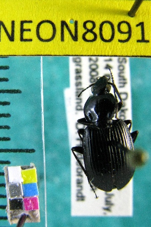  ( - NEONTcarabid8091)  @11 [ ] Copyright (2010) Barton, M National Ecological Observatory Network (NEON) http://www.neoninc.org/content/copyright