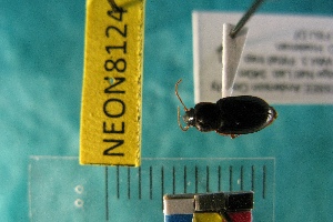  ( - NEONTcarabid8124)  @12 [ ] Copyright (2010) Everhart, J National Ecological Observatory Network (NEON) http://www.neoninc.org/content/copyright