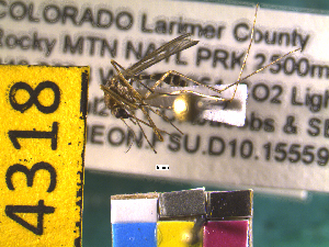  (Aedes increpitus - NEONTculicid4318)  @12 [ ] Copyright (2010) Blevins, KK and Travers, PD National Ecological Observatory Network (NEON) http://www.neoninc.org/content/copyright