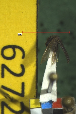  (Aedes mitchellae - NEONTculicid6272)  @12 [ ] Copyright (2012) Baldwin, TA National Ecological Observatory Network (NEON) http://www.neoninc.org/content/copyright