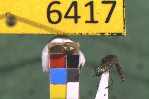  ( - NEONTculicid6417)  @12 [ ] Copyright (2012) Baldwin, TA National Ecological Observatory Network (NEON) http://www.neoninc.org/content/copyright