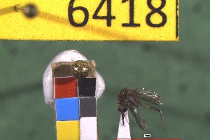  ( - NEONTculicid6418)  @12 [ ] Copyright (2012) Baldwin, TA National Ecological Observatory Network (NEON) http://www.neoninc.org/content/copyright