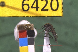  ( - NEONTculicid6420)  @12 [ ] Copyright (2012) Baldwin, TA National Ecological Observatory Network (NEON) http://www.neoninc.org/content/copyright