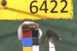  ( - NEONTculicid6422)  @12 [ ] Copyright (2012) Baldwin, TA National Ecological Observatory Network (NEON) http://www.neoninc.org/content/copyright