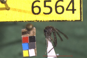  ( - NEONTculicid6564)  @12 [ ] Copyright (2012) Baldwin, TA National Ecological Observatory Network (NEON) http://www.neoninc.org/content/copyright