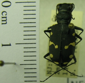  (Cicindela patruela consentanea - NEONTcarabid1950)  @11 [ ] Copyright (2010) Blevins, KK and Travers, PD National Ecological Observatory Network (NEON) http://www.neoninc.org/content/copyright
