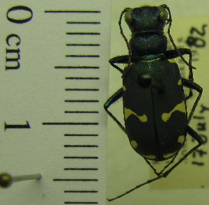  ( - NEONTcarabid1951)  @11 [ ] Copyright (2010) Blevins, KK and Travers, PD National Ecological Observatory Network (NEON) http://www.neoninc.org/content/copyright