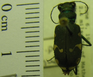  ( - NEONTcarabid1952)  @11 [ ] Copyright (2010) Blevins, KK and Travers, PD National Ecological Observatory Network (NEON) http://www.neoninc.org/content/copyright
