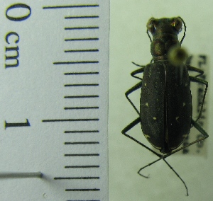  ( - NEONTcarabid1956)  @11 [ ] Copyright (2010) Blevins, KK and Travers, PD National Ecological Observatory Network (NEON) http://www.neoninc.org/content/copyright